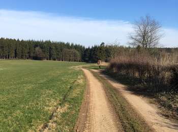 Trail On foot Ferrières - Ferrières- 11- Promenade ardennaise - Photo