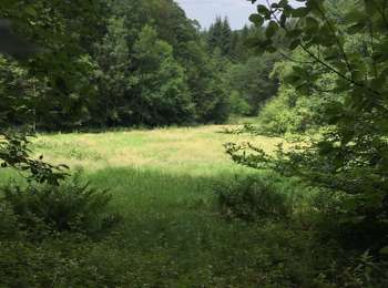 Trail On foot Ferrières - Ferrières - Promenade de la Picherotte - Photo