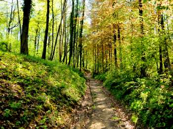 Tour Zu Fuß Havelange - Promenade de la Pyramide - Photo