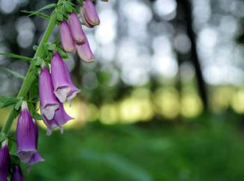 Tour Zu Fuß Havelange - Promenade du Bois de Porcheresse - Photo