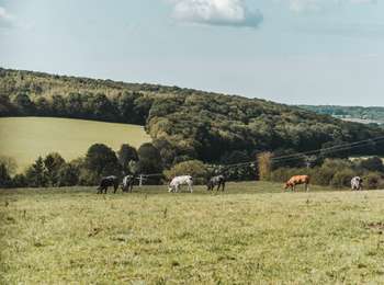 Trail On foot Chimay - Promenade de l'Eau Blanche - Photo