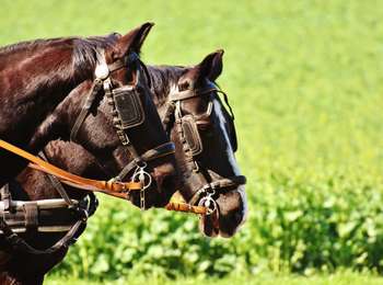 Tour Pferd Gesves - C4 - Photo