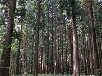 Trail On foot Viroinval - Matignolle - Photo