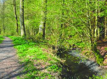 Trail On foot Sivry-Rance - Promenade du Ry de Fromont - Photo