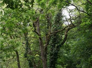Tour Pferd Houyet - Chemin de la Reine - Photo