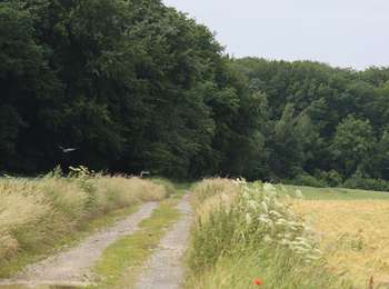 Trail Mountain bike Onhaye - Grand Onhaye par Grange et Montaigle - Photo