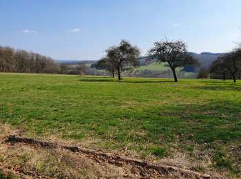 Tocht Te voet Daverdisse - Promenade de l'Almache D3 - Photo