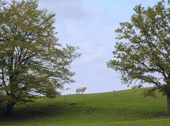 Tocht Te voet Bertogne - Bois de Bertogne - Photo