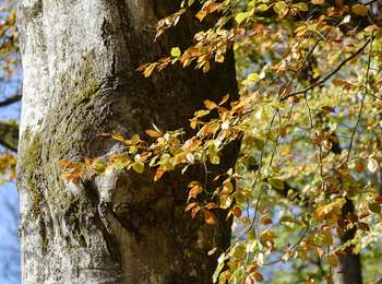 Tocht Te voet Bertogne - La Maihire - Photo