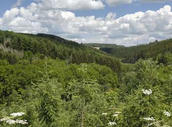 Tocht Te voet Bertogne - Gives-Ferme du Ménil - Photo