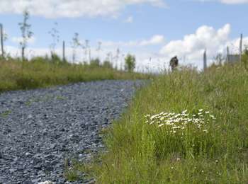 Tocht Te voet Bertogne - Le Moulin de Rouette - Photo