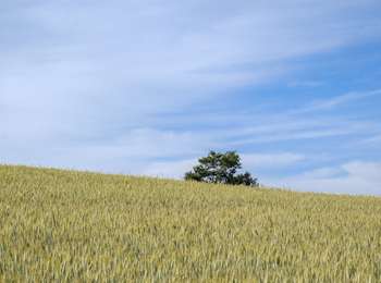 Tocht Te voet Bertogne - De Sainte Aldegonde à Saint Roch - Photo