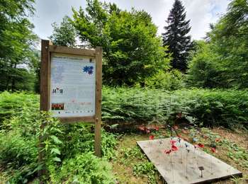 Trail On foot Paliseul - Carlsbourg : De l'Almache - Photo