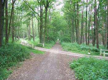 Tocht Te voet Genepiën - Promenade de la Tassenière - Photo