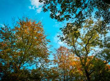 Tocht Te voet Genepiën - Promenade du Bois de Bérines - Photo