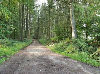 Trail On foot Paliseul - Paliseul : De Périgé - Photo