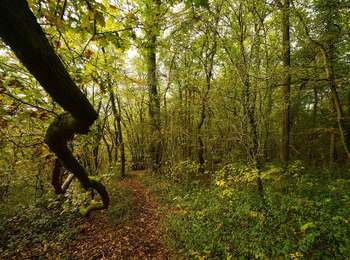 Tocht Te voet Dinant - Aiguilles de Chaleux (Furfooz) - Photo