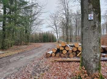 Trail On foot Paliseul - Beth : De la Rochette - Photo