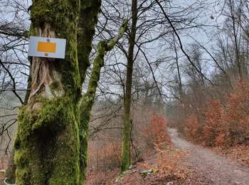 Trail On foot Vresse-sur-Semois - Jeune Bois - Photo