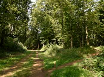 Trail On foot Aubange - Le bois Haut  à Halanzy - Photo