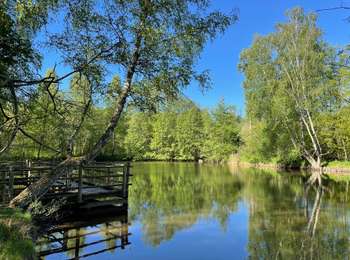 Trail On foot Attert - Thiaumont TH01 - Photo