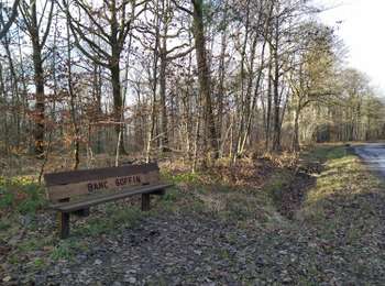 Trail Mountain bike Gedinne - Le Gros Bois 12 - Photo