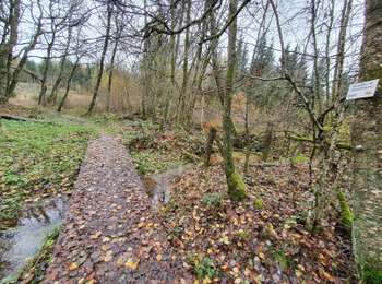 Trail On foot Paliseul - Du bois à Ban - Photo