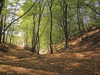 Trail On foot Fléron - Walk : Romsée (Fléron) : promenade le Géloury - Photo