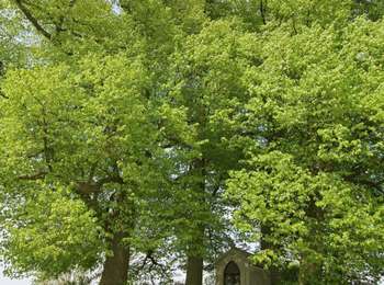 Trail On foot Fléron - Walk : Romsée (Fléron) : promenade Le Pireux - Photo
