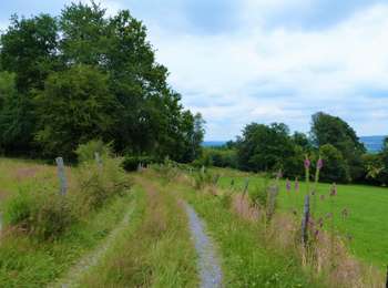 Trail Mountain bike Lierneux - Lierneux - Circuit VTT 12 - Photo