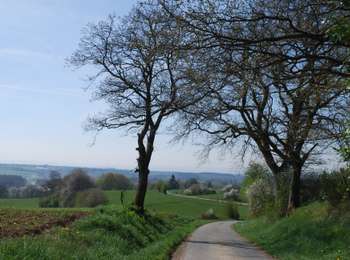 Percorso A piedi Ciney - Promenade du Tige de Ronvaux - Photo