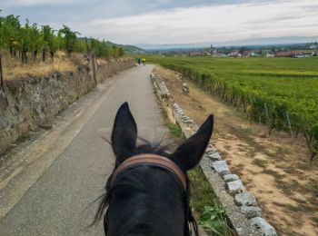 Trail Equestrian Labaroche - Labaroche - kaysesberg - Photo