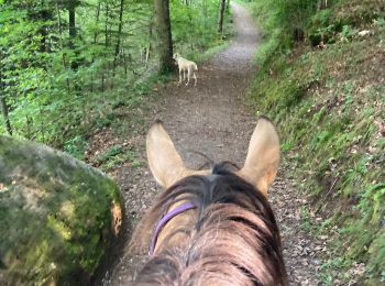 Tocht Paardrijden Abreschviller - Lettenbach Tivio vacances  - Photo