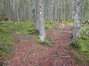 Randonnée A pied Saarijärvi - Mastomäen polku - Photo