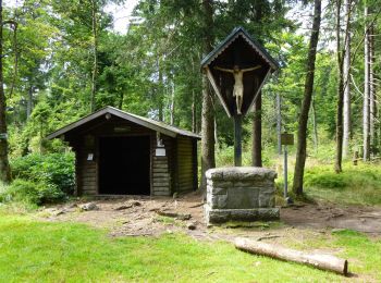 Excursión A pie Arnbruck - Wanderweg 10 Arnbruck - Waldwiesmarterl - Photo