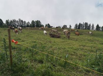 Tocht Stappen Arbaz - rousses  - Photo