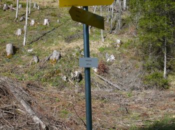 Tour Zu Fuß Kiefersfelden - Wanderweg 49 - Kiefersfelden - Photo