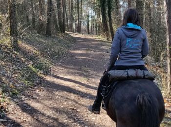 Trail Horseback riding Gresswiller - 2019-02-17 Balade Picnic Dinsheim - Photo