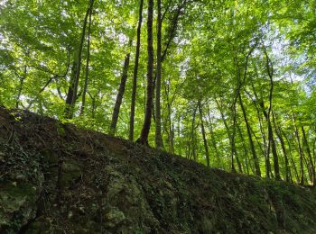 Tour Wandern Profondeville - Adeps Arbre - Photo