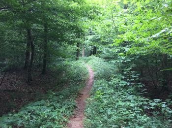 Trail Walking Tintigny - La Rando du Bian: Autour de Lahage  - Photo