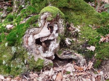 Excursión Senderismo Châteaubourg - Forêt Marpiré  - Photo