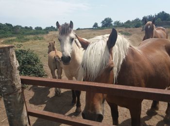 Randonnée Marche Brindas - de brindas à soucieux en jarrest - Photo