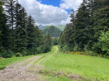 Trail Walking Thiézac - Cantal jour 5- Lafon- bufadou - Photo