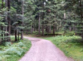 Trail Walking Lavoine - Les sources de la Besbre - Photo