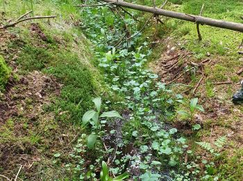 Tocht Stappen Saint-Bonnet-le-Chastel - source Dore - Photo