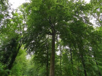 Tocht Stappen Muchedent - les essarts forêt d'eawy muchedent  - Photo