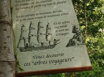 Excursión Senderismo Le Faou - Forêt du Cranou 2 05-07-2019 - Photo