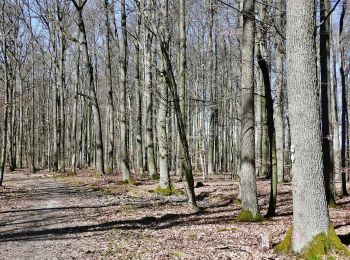 Tour Zu Fuß Vaihingen an der Enz - Blauer Punkt, Horrheim - Fleckenwald - Photo