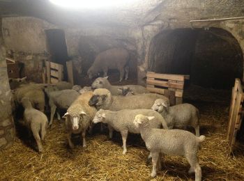 Percorso A piedi Cserépváralja - ST (Kő-völgy tanösvény) - Photo