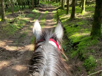 Trail Horseback riding Bastogne - Livarchamps - Photo